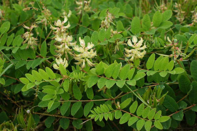 Licorice Milkvetch photo 7