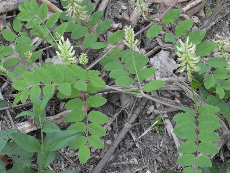 Licorice Milkvetch photo 8