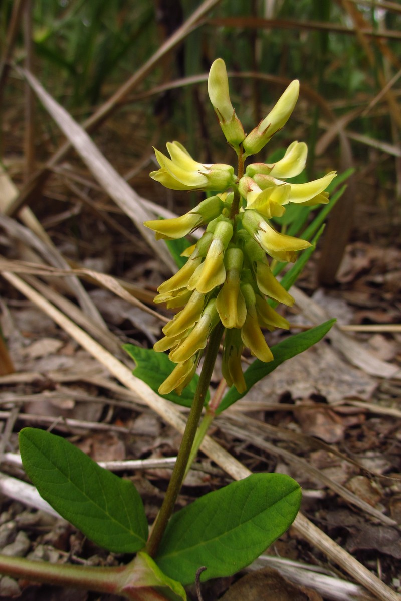 Licorice Milkvetch photo 2
