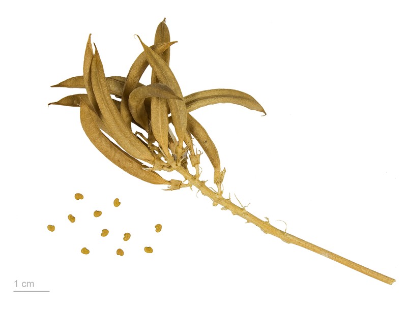Licorice Milkvetch photo 3