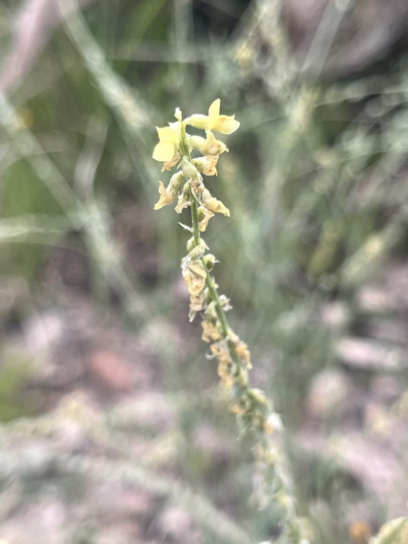 Astragalus goldmanii