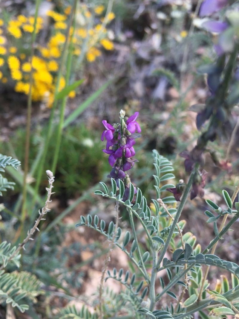 Astragalus goldmanii photo 2