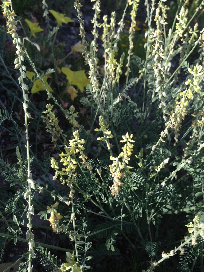 Astragalus goldmanii photo 3
