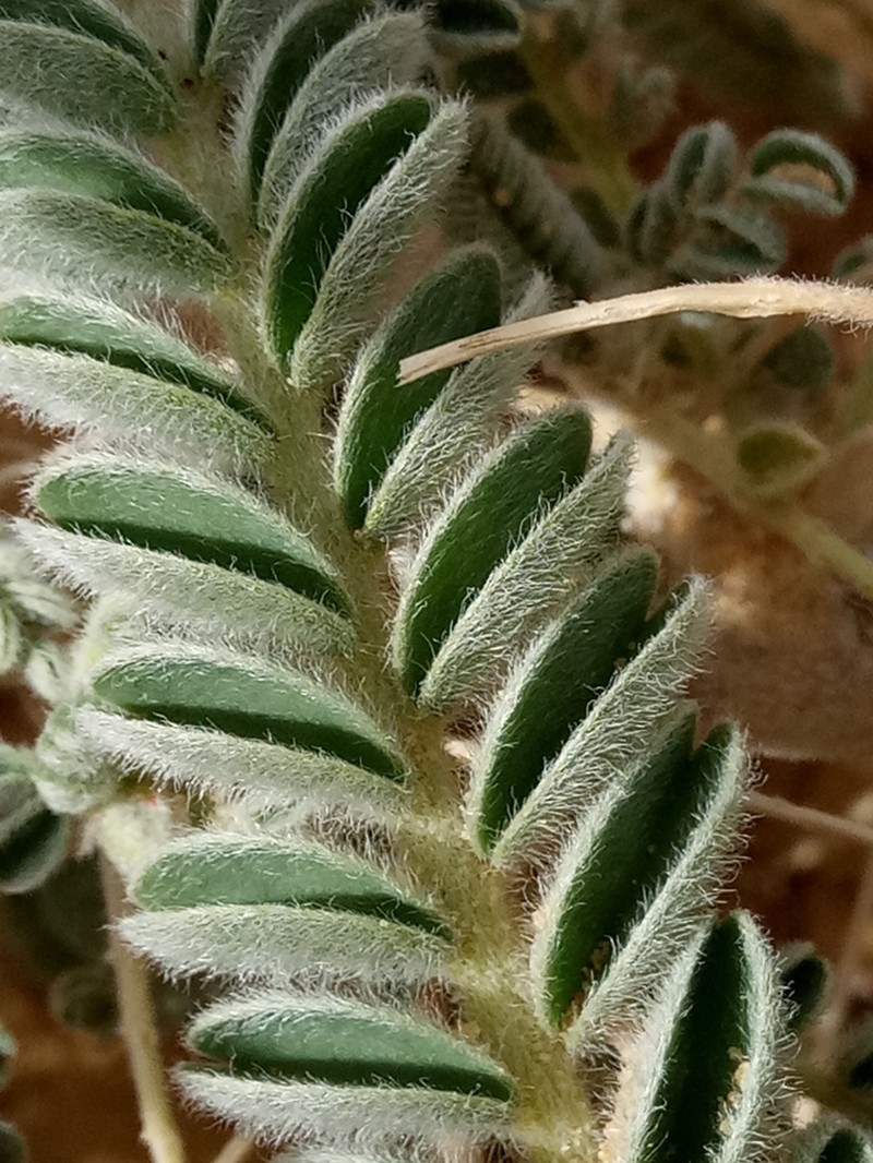 Astragalus gombo