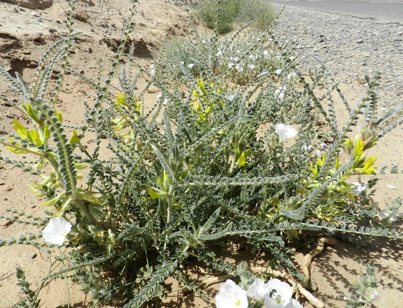Astragalus gombo photo 2