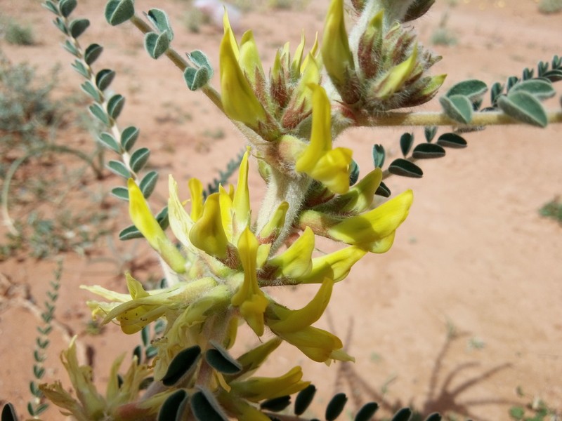 Astragalus gombo photo 3