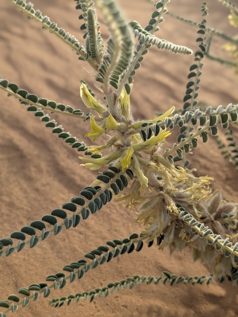 Astragalus gombo photo 4