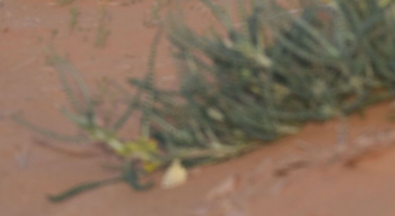 Astragalus gombo photo 5