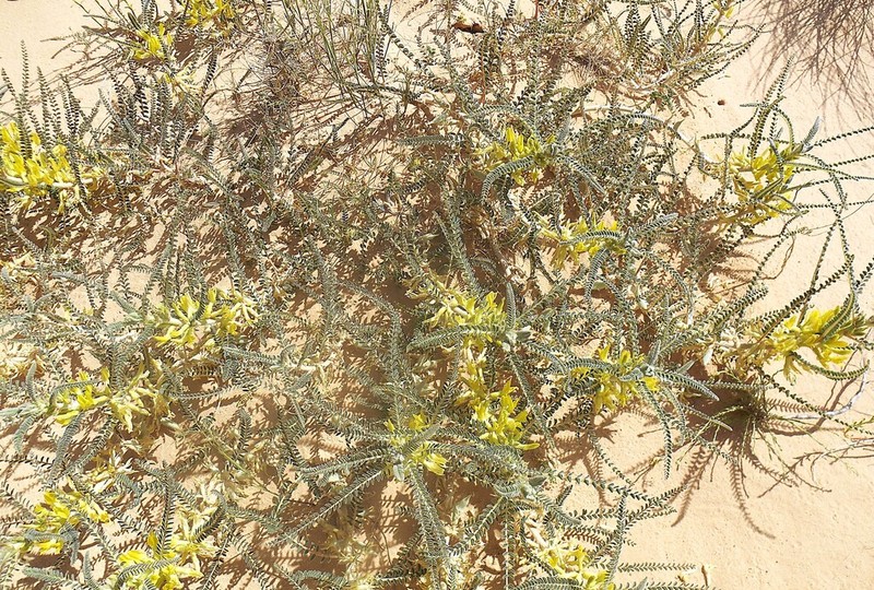 Astragalus gombo photo 6