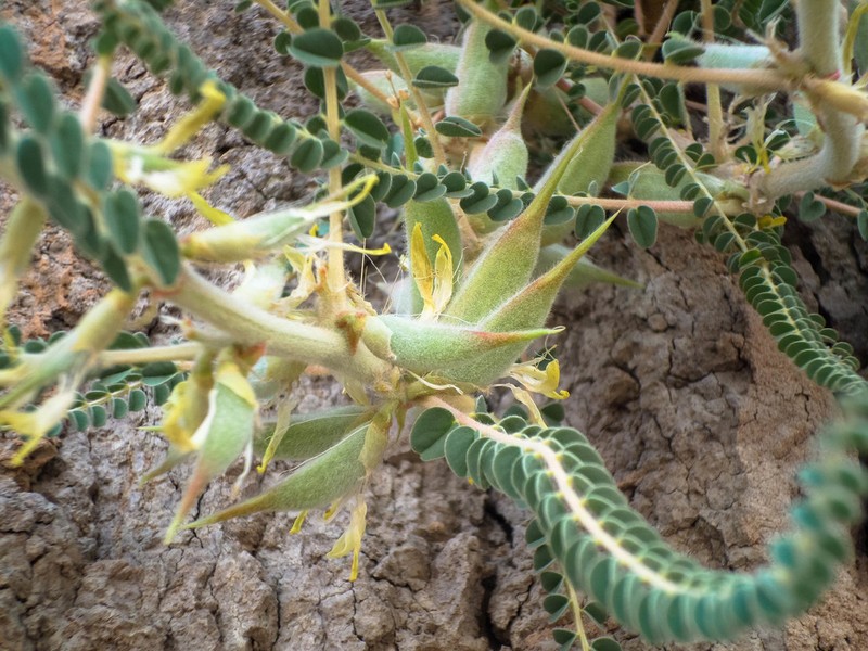 Astragalus gombo photo 7
