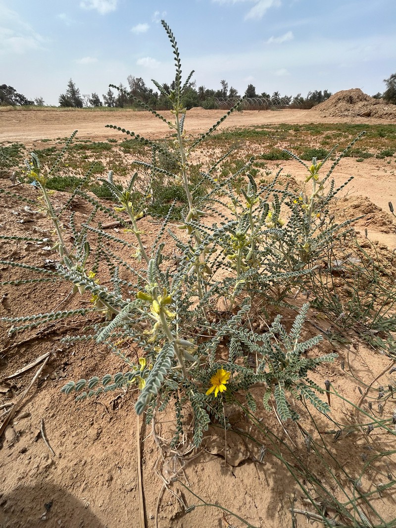 Astragalus gombo photo 8