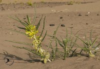 Astragalus gomboeformis