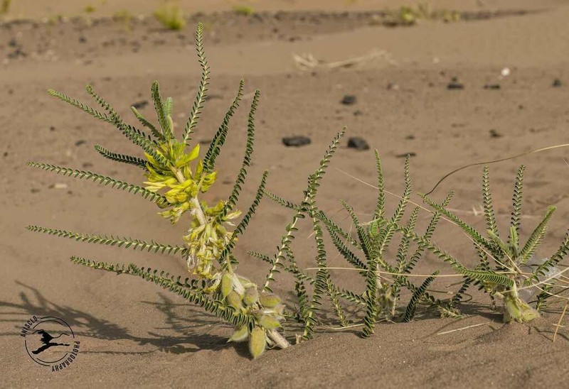 Astragalus gomboeformis