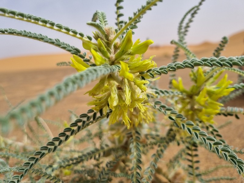 Astragalus gomboeformis photo 2