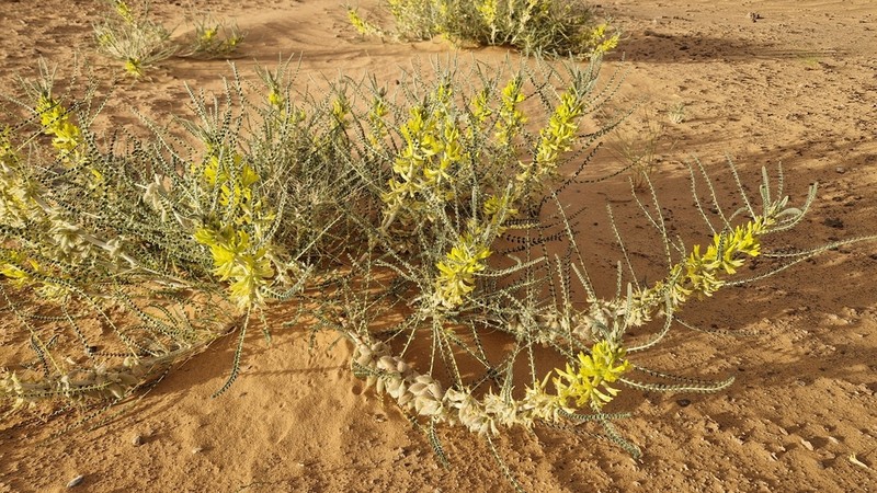 Astragalus gomboeformis photo 3