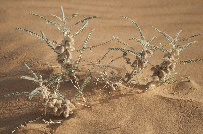 Astragalus gomboeformis photo 4
