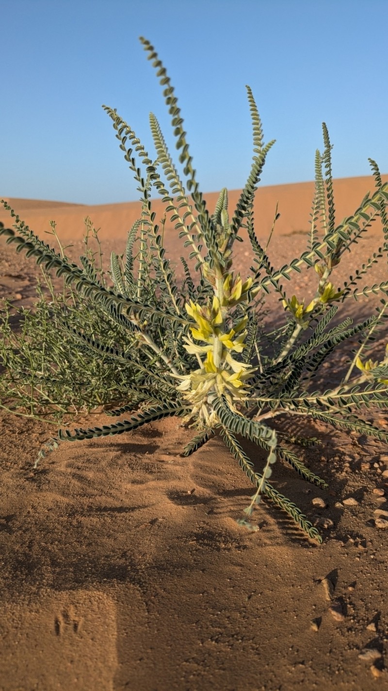 Astragalus gomboeformis photo 5