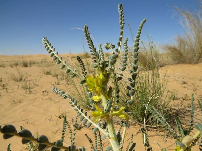 Astragalus gomboeformis photo 6