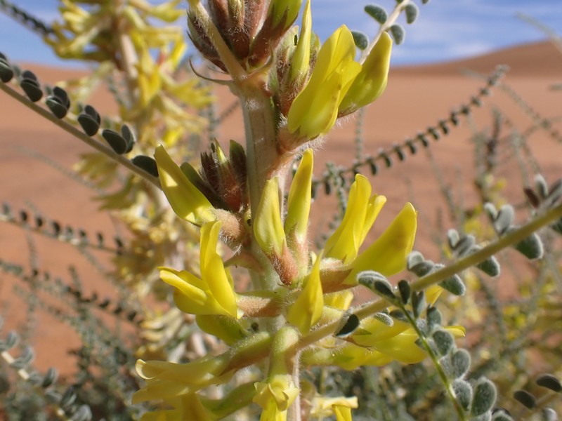 Astragalus gomboeformis photo 7