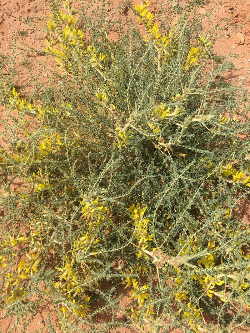 Astragalus gomboeformis photo 8