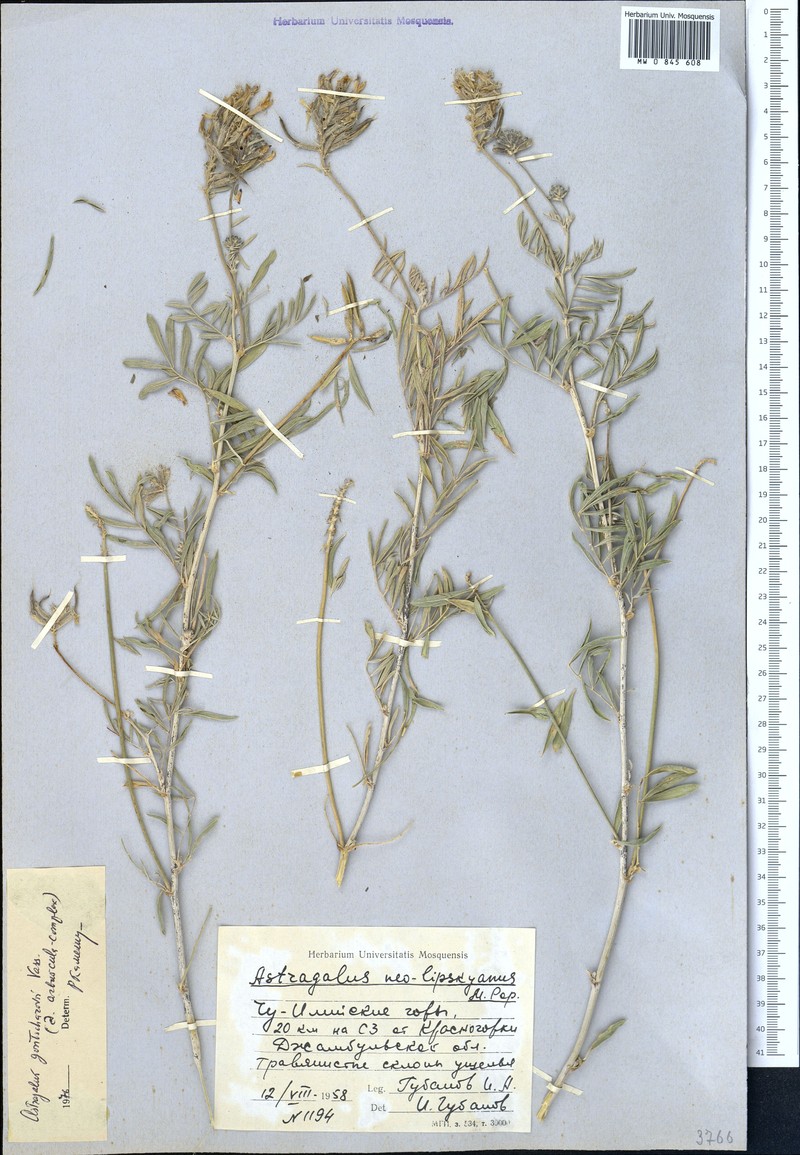 Astragalus gontscharovii