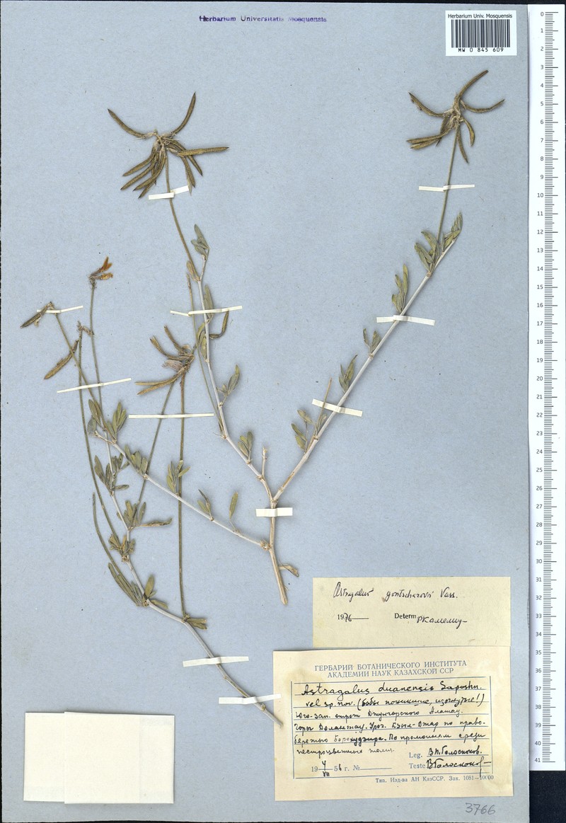 Astragalus gontscharovii photo 2
