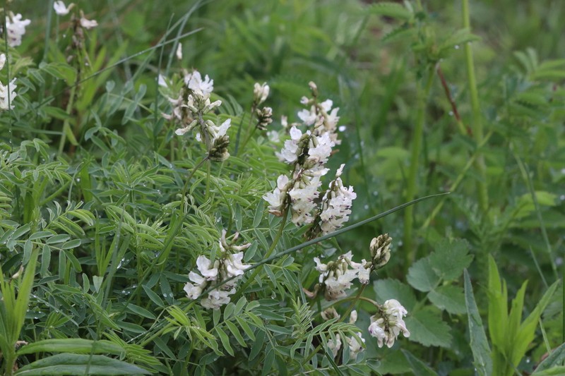 Astragalus gorczakovskii