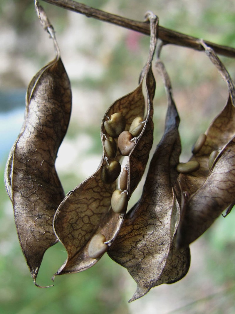 Astragalus gorczakovskii photo 2
