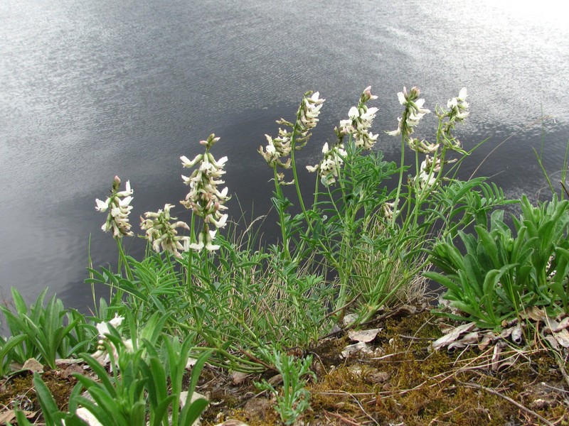 Astragalus gorczakovskii photo 3