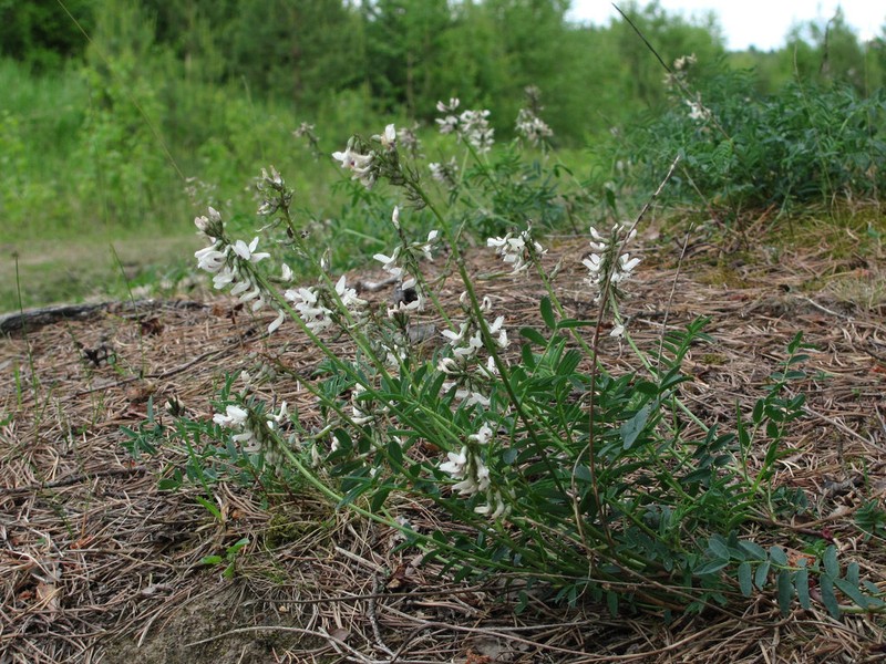 Astragalus gorczakovskii photo 4