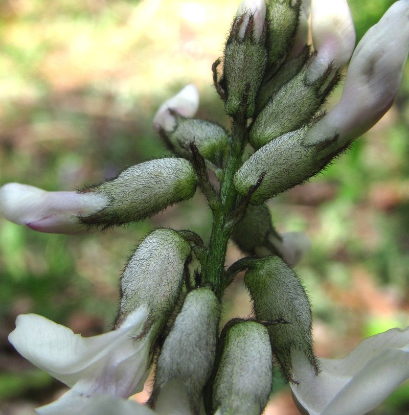 Astragalus gorczakovskii photo 5