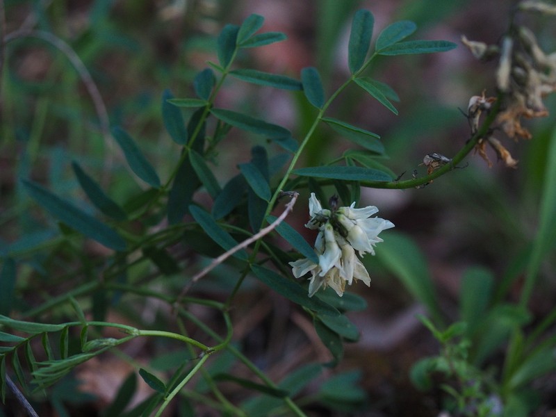 Astragalus gorczakovskii photo 6