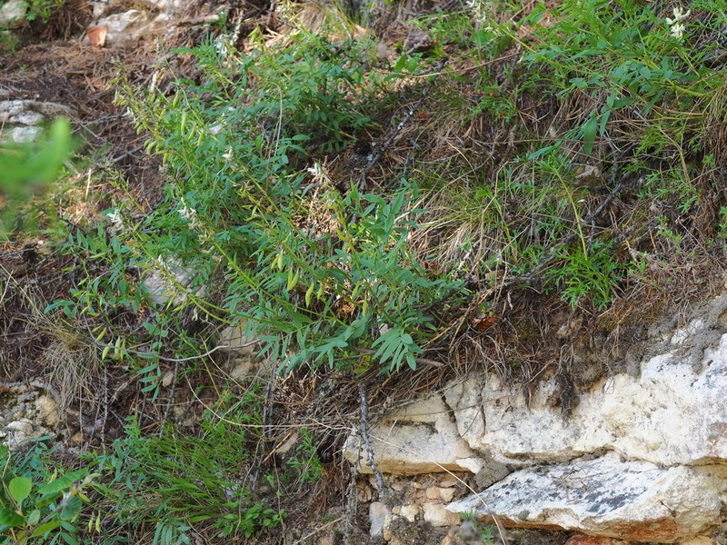 Astragalus gorczakovskii photo 7