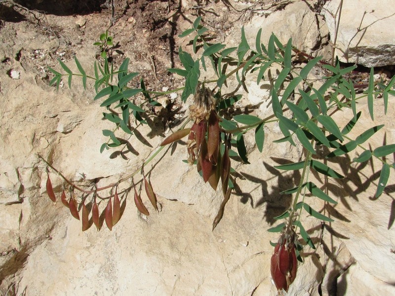 Astragalus gorczakovskii photo 8