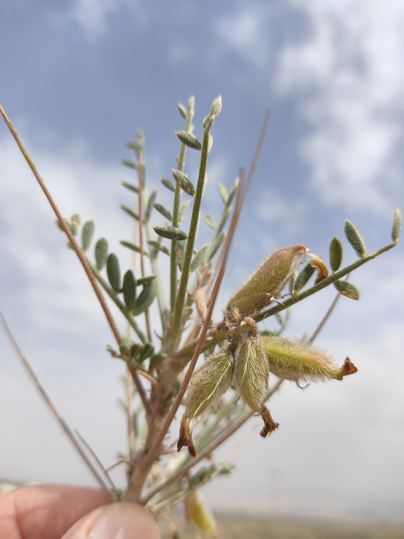 Astragalus goreanus photo 2