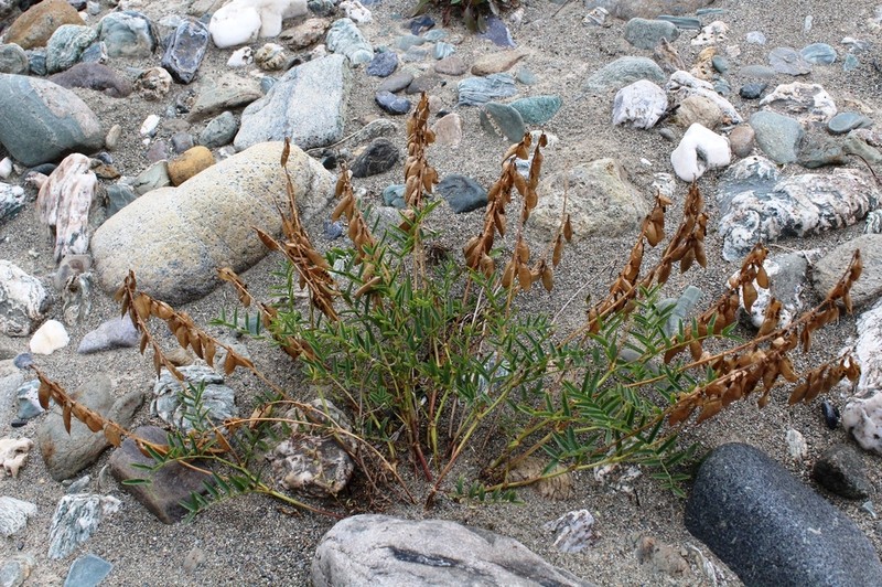 Astragalus gorodkovii photo 2