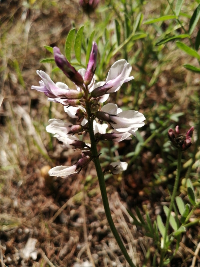 Astragalus gorodkovii photo 3