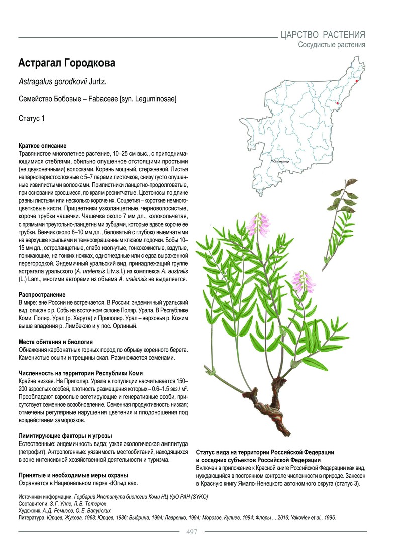 Astragalus gorodkovii photo 5