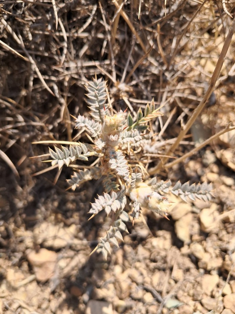Astragalus gossypinus