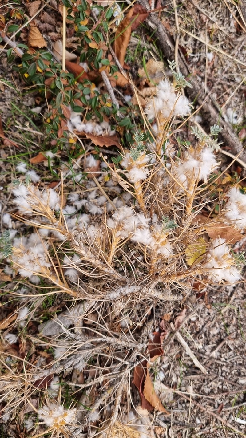 Astragalus gossypinus photo 2