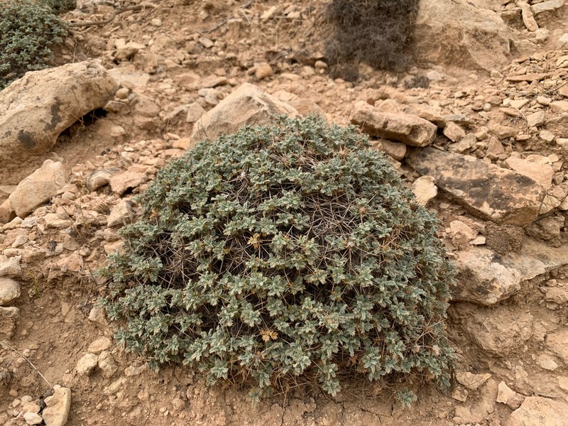 Astragalus gossypinus photo 3