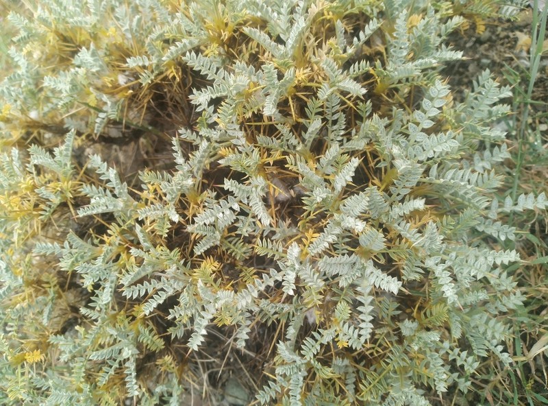 Astragalus gossypinus photo 4