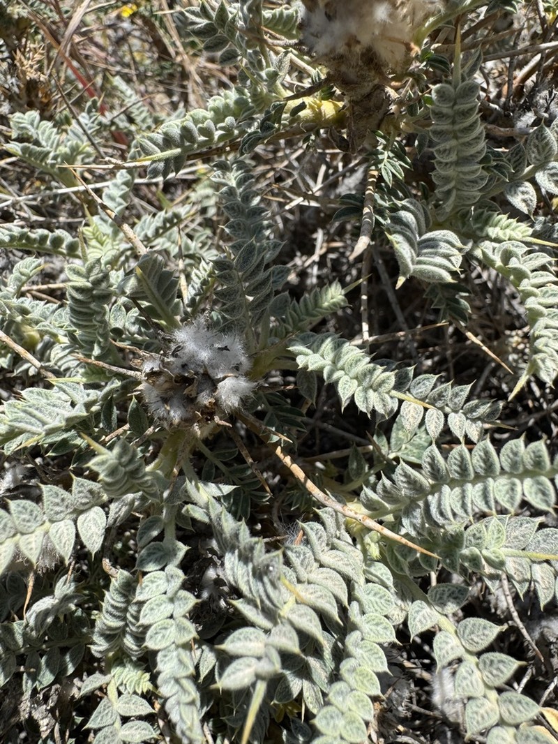 Astragalus gossypinus photo 5