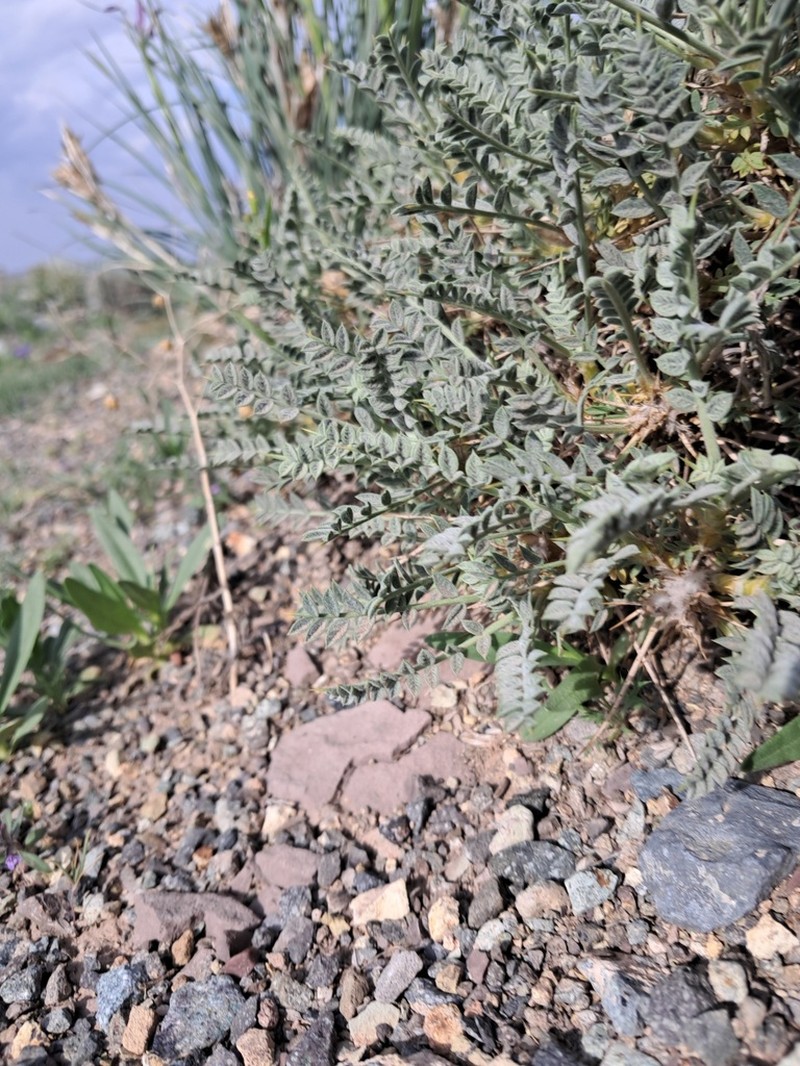 Astragalus gossypinus photo 6