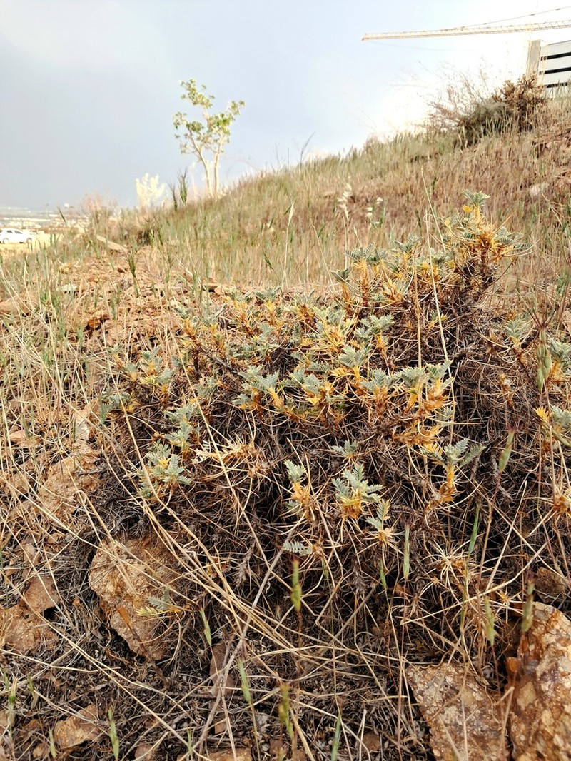 Astragalus gossypinus photo 7