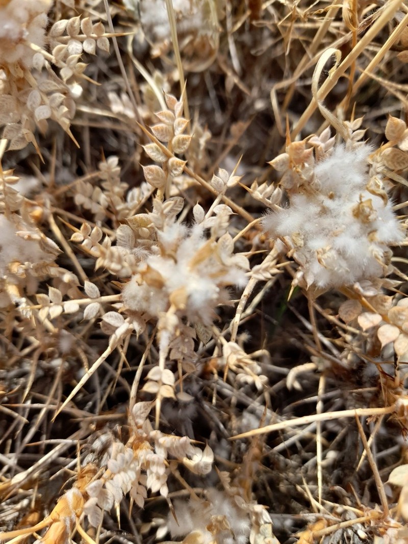 Astragalus gossypinus photo 8