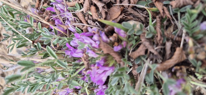 Astragalus gracaninii photo 2