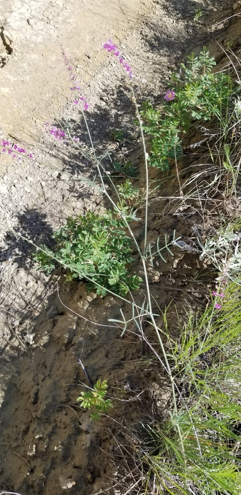 Slender Milkvetch
