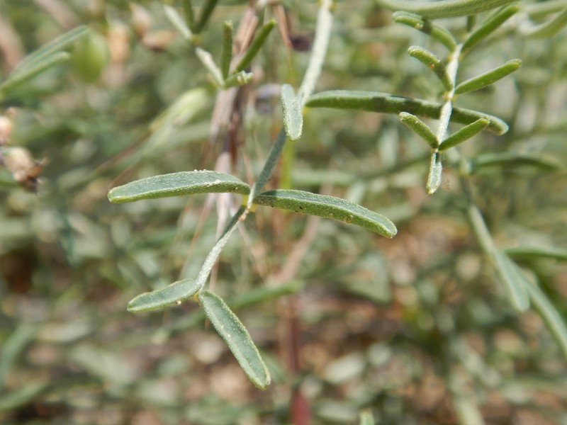 Slender Milkvetch photo 2