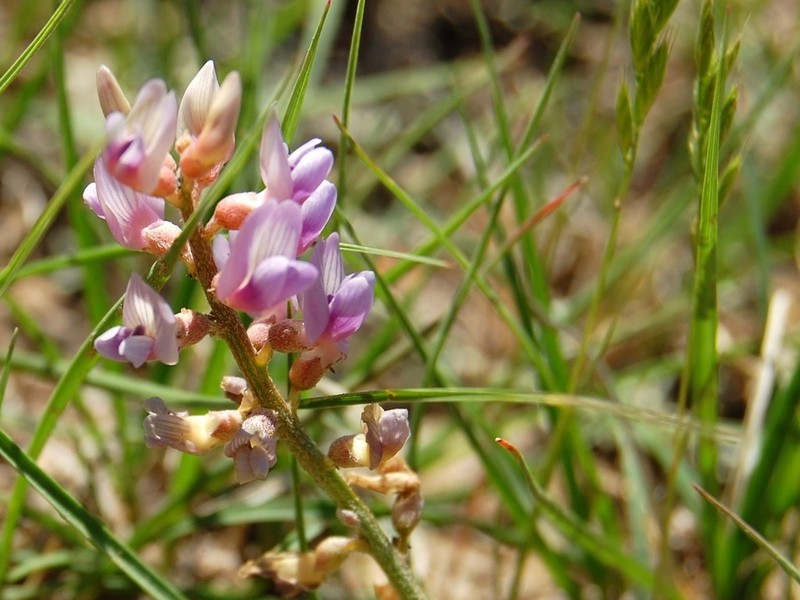 Slender Milkvetch photo 3